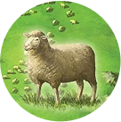 Wool